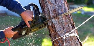 Best Tree Cabling and Bracing  in Shell Lake, WI