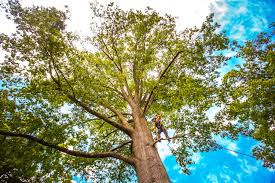 Reliable Shell Lake, WI Tree Services Solutions