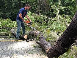 Best Tree Trimming and Pruning  in Shell Lake, WI