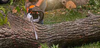 Best Artificial Turf Installation  in Shell Lake, WI