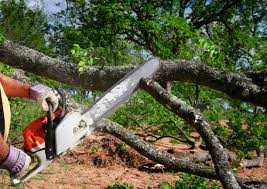 Best Tree Maintenance Programs  in Shell Lake, WI