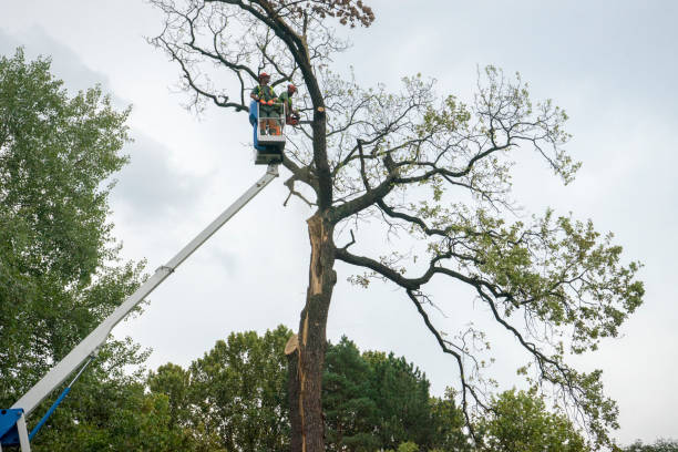  Shell Lake, WI Tree Services Pros