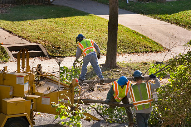 Best Stump Grinding and Removal  in Shell Lake, WI