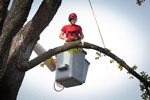 Best Firewood Processing and Delivery  in Shell Lake, WI