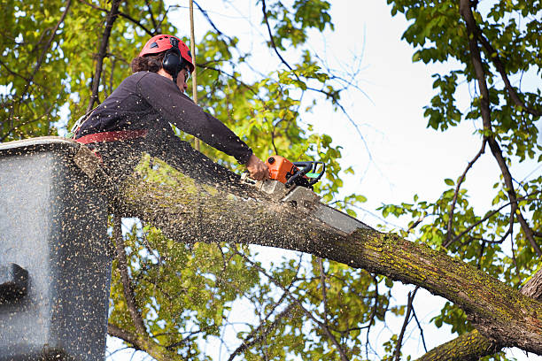 How Our Tree Care Process Works  in  Shell Lake, WI