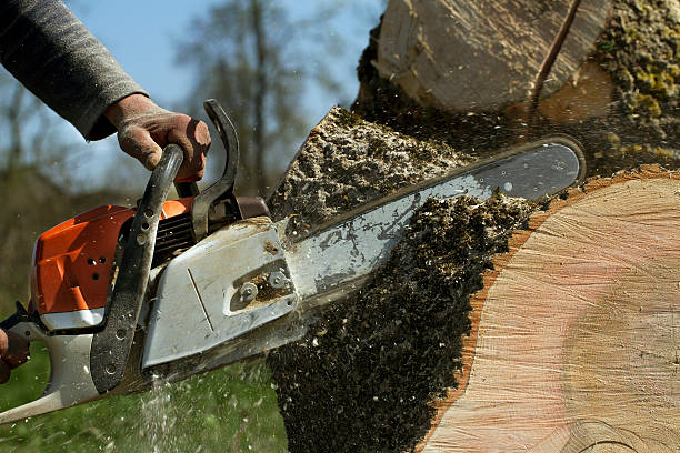 Best Emergency Tree Removal  in Shell Lake, WI
